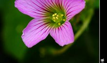 那些花儿和我们_800字