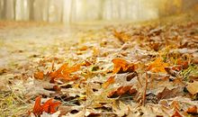 [PK赛]关于秋天的作文：秋天的回忆_700字