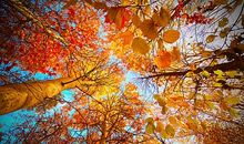 美丽的秋天_600字