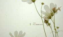 停留在中生代的记忆_600字