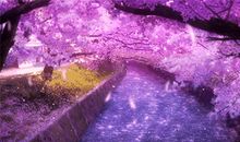 生命一次，美丽一次_1200字