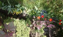 Spring in our school_450字