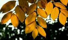 落叶知秋_1200字