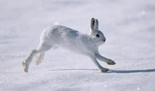 动物优美段落：雪球兔段落_900字