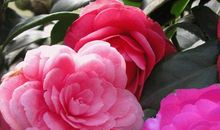 花-芳香物语_300字