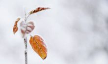 《归去来兮辞》鉴赏