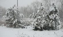 《赠从弟》（其二）鉴赏