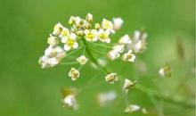 感受春风，回报春天_1500字