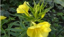 【状物】——《夜来香》_800字