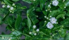 周邦彦：《应天长》