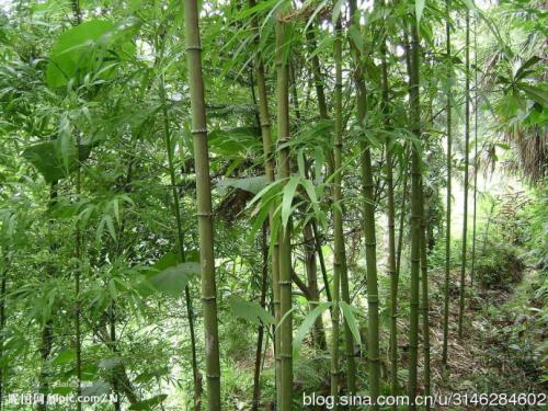 我的家乡_250字的小竹林