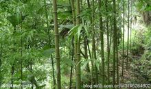 我的家乡的小竹林_250字