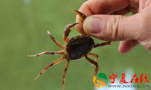 二级复习组成：Crab_450词