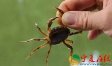 二年级观后感作文：螃蟹_450字