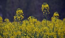 树头花落渐成阴_500字