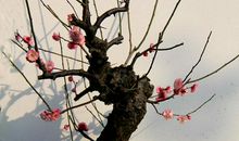 春天——从一枝红梅开始_450字