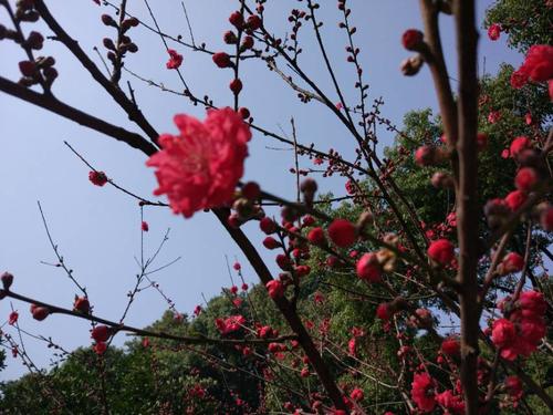 桃花节杆码头之旅_500字