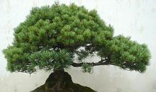 我家的盆景_550字