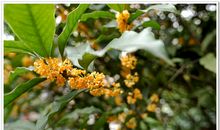 西湖边的桂花香_450字