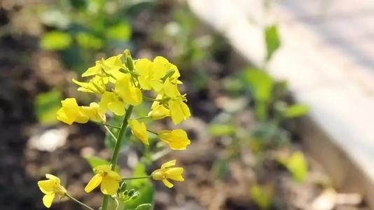 树头上的花朵逐渐变得阴沉_700字