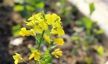 树头花落渐成阴_700字