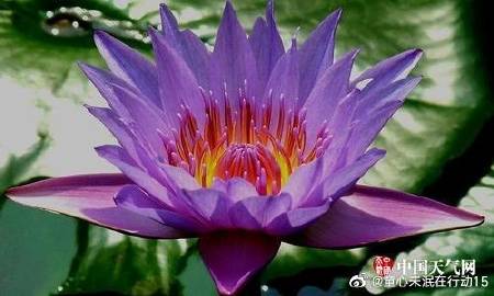 Lotus_50个字