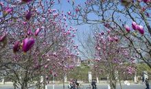 校园里的玉兰树_400字