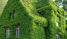 那一墙的爬山虎_550字