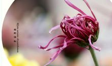 深秋菊韵浓_500字