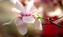 爱是什么优美段落