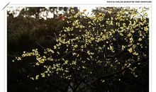 【微作文】腊梅_100字