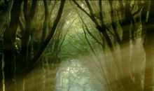 茅盾青少年文学院海选优秀作品：苔——生命的意义