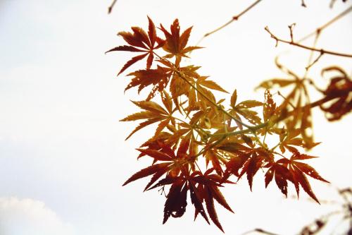 让枫叶发送Miss_250字