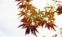 让枫叶寄去思念_250字