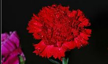 茅盾青少年文学院海选优秀作品：一支康乃馨