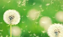 守望蒲公英_1200字