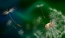 蒲公英的思念_800字