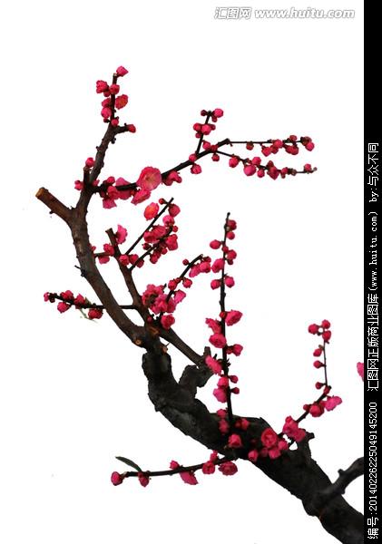 [微构图]那浓烈的梅花_100字