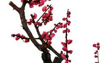 【微作文】那一支坚强的梅花_100字