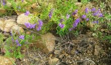 关于美的作文：美丽的农村_400字