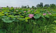 关于天气的描写：北国的雪_900字