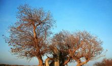 罗布泊的胡杨_700字