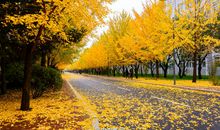 校园里的黄角树_1000字