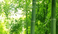 关于美的作文：我赞美竹子_700字