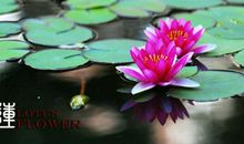 陌上花开，卓锦不谢_700字