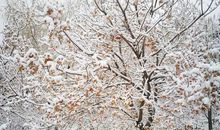 关于天气的描写：瑞雪兆丰年_800字