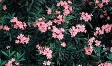 [我的偶像]她用文字,滋润我的心灵_1500字