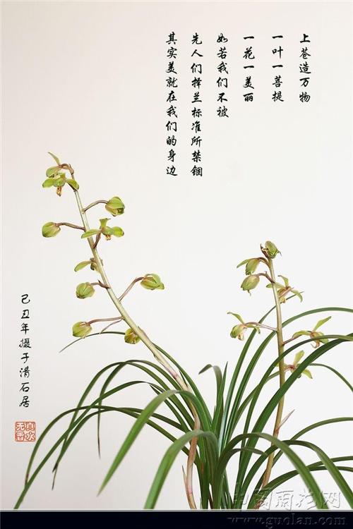 关于兰花的成分：orland_2000个单词