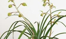 关于兰花的作文：兰花_2000字