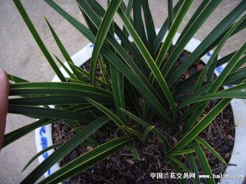 关于兰花的成分：orchids_1200个单词